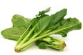 Chinese spinach (Ipomoea aquatica) Royalty Free Stock Photo