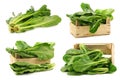 Chinese spinach Ipomoea aquatica and some in a wooden crate Royalty Free Stock Photo