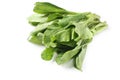 Chinese spinach (Ipomoea aquatica) on a white background Royalty Free Stock Photo