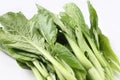 Chinese spinach (Ipomoea aquatica) on a white background Royalty Free Stock Photo