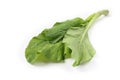 Chinese spinach (Ipomoea aquatica) on a white background Royalty Free Stock Photo