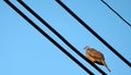 Chinese Spot-Necked Turtle Dove Royalty Free Stock Photo