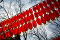 Chinese spring festival lantern glim scaldfish