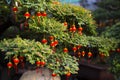 Chinese Spring Festival. Tree and Chinese lanterns