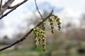 Chinese Stachyurus chinensis, pending racemes of budding flowers