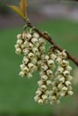 Chinese Stachyurus chinensis, pending racemes of greenish-white spring flowers