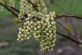 Chinese Stachyurus chinensis, pending racemes of greenish-white flowers