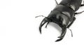 Chinese Stag-beetle Royalty Free Stock Photo