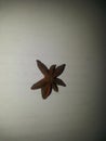 Chinese Star anise, aromatic Asian spices ingredient