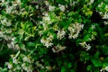 Chinese star jasmine flowers Trachelospermum jasminoides in bloom Royalty Free Stock Photo