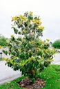 Chinese star jasmine flowers Trachelospermum jasminoides in bloom Royalty Free Stock Photo