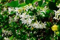 Chinese star jasmine flowers Trachelospermum jasminoides in bloom Royalty Free Stock Photo