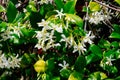 Chinese star jasmine flowers Trachelospermum jasminoides in bloom Royalty Free Stock Photo