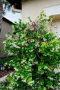 Chinese star jasmine flowers Trachelospermum jasminoides in bloom Royalty Free Stock Photo