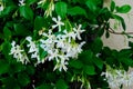 Chinese star jasmine flowers Trachelospermum jasminoides in bloom Royalty Free Stock Photo