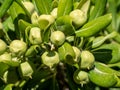 Chinese sticky seeds Pittosporum tobira with fruits Royalty Free Stock Photo