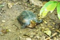 Chinese stripe-necked turtle