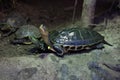 Chinese stripe-necked turtle (Ocadia sinensis).