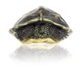 Chinese stripe-necked turtle, Ocadia sinensis