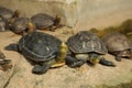 Chinese stripe-necked turtles have series of black yellow stripe from head to neck. Asian Box turtles, yellow stripe lines on neck