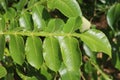 Chinese sumac tree leaves