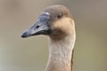 Swan Goose Royalty Free Stock Photo