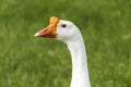 Chinese Swan Goose