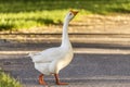 Chinese Swan Goose