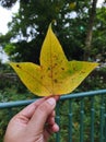 Hand holding a leaf of Chinese sweet gum (Liquidambar formosana)