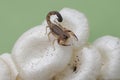 A Chinese swimming scorpion is hunting small insects in a wild mushroom colony growing on weathered tree trunks. Royalty Free Stock Photo