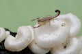 A Chinese swimming scorpion is hunting small insects in a wild mushroom colony growing on weathered tree trunks. Royalty Free Stock Photo