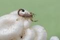 A Chinese swimming scorpion is hunting small insects in a wild mushroom colony growing on weathered tree trunks. Royalty Free Stock Photo