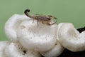 A Chinese swimming scorpion is hunting small insects in a wild mushroom colony growing on weathered tree trunks. Royalty Free Stock Photo