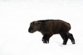 Chinese takin baby in the snow Royalty Free Stock Photo