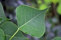 Tree Identification: Chinese Tallow Tree Leaf