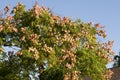 Chinese Tallow Tree