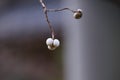 Chinese tallow tree fruits.