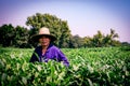 Chinese tea planter with a hat inside tea plantation