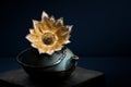 Chinese teapot with a dried Protea shell