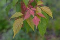 Chinese Trident Maple Acer henryi, autumn foliage