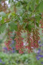 Chinese Trident Maple Acer henryi, pending reddish seed pods