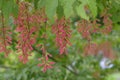 Chinese Trident Maple Acer henryi, reddish seed pods