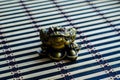Chinese toad on bamboo mat Royalty Free Stock Photo