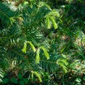 Chinese Torreya Torreya grandis new bright green foliage in spring Arboretum Park Southern Cultures in Sirius Adler Sochi.