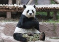 Giant panda bear eating bamboo Royalty Free Stock Photo