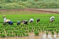 Chinese transplant rice seedlings