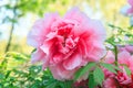 Chinese tree peony