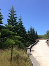 Chinese trees on Qimei island Pescadores Taiwan