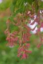 Chinese Trident Maple Acer henryi, pending seeds pods in fall