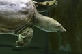 The Chinese Trionyx turtle Pelodiscus sinensis swimming in the aquarium close up Royalty Free Stock Photo